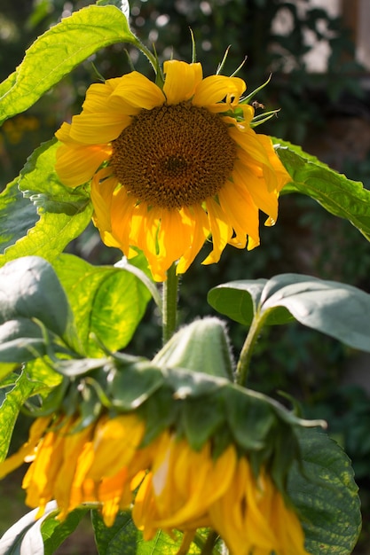 Blooming yellow sunflower Cultivation for the production of oil and seeds agricultural holding