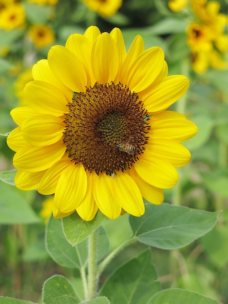 A blooming yellow sunflower