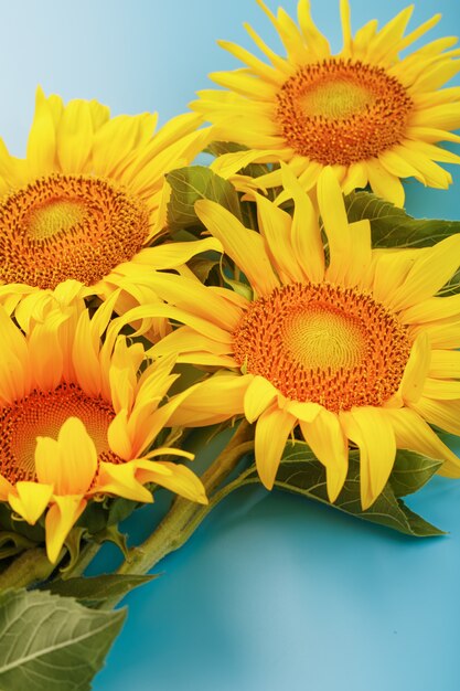 Blooming yellow sunflowers on a blue.