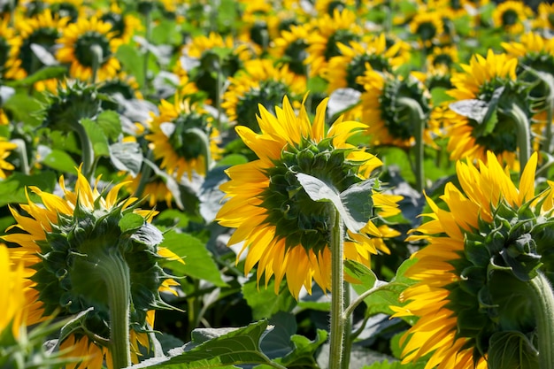 Blooming yellow sunflowers in the summer season