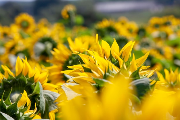 Blooming yellow sunflowers in the summer season