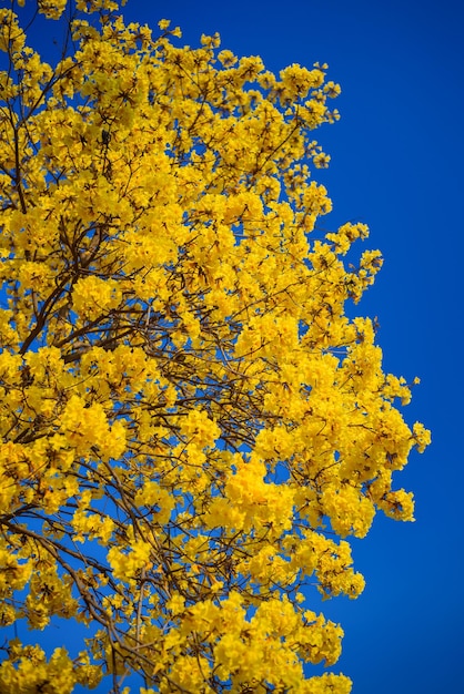 Foto albero di tromba gialla in fiore contro il cielo blu