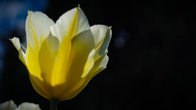 日光の下で咲く黄色いチューリップの花