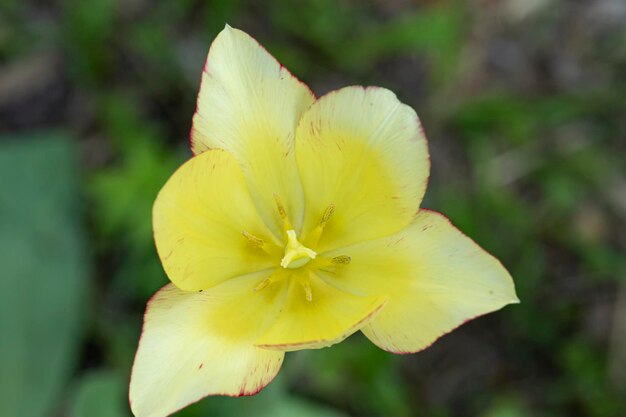 Blooming yellow tulip in the garden on a sunny spring day a soft green background