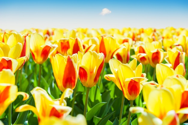 Blooming yellow tulips against the blue sky. Selective focus