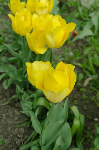 Blooming yellow tulips closeup