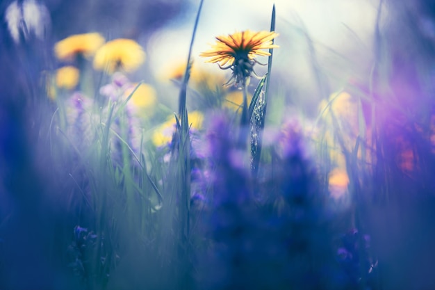 森に咲く黄色と紫の野生の花マクロ画像抽象的な夏の自然の背景