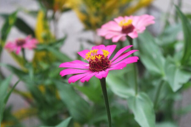 Photo blooming zinnia flowers pink zinnia flowers blooming in the garden blurred background