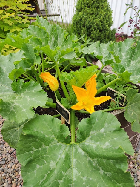 Photo blooming zucchini in the garden sweden