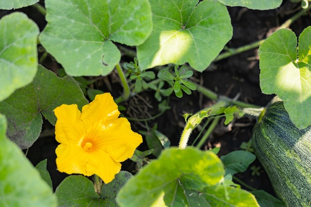 Blooming zucchini on a sunny day. Yellow zucchini flower in green foliage. Courgette ripen in the garden. Copy space