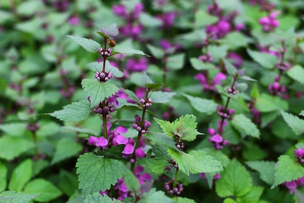 Foto fiorisce l'ortica con fiori viola