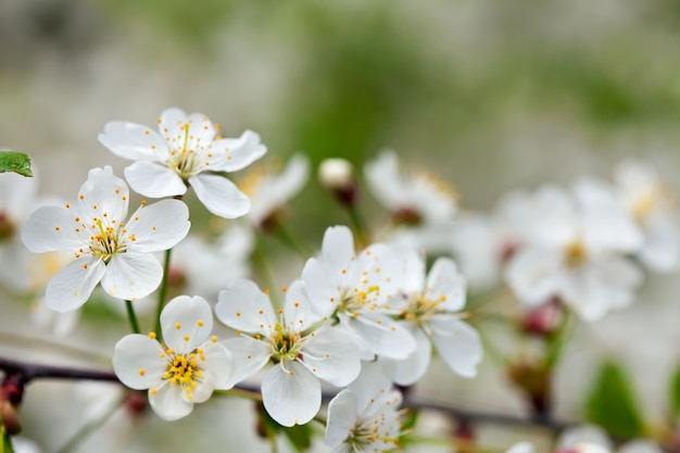 blooms tree branch in  blur background   with copyspace