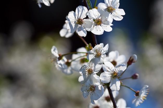 春の庭の花の木の枝