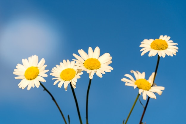 Photo bloooming chamomile daisy flowers in summer garden over blue sky background.