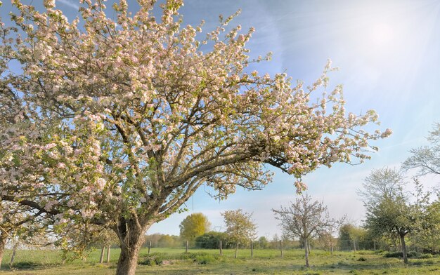 Bloossoming apple tree 