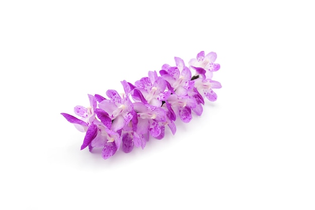 Blossom Aerides multiflora Roxb на белом фоне