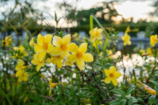 Blossom Allamanda cathartica or golden trumpet flowers against sunset.