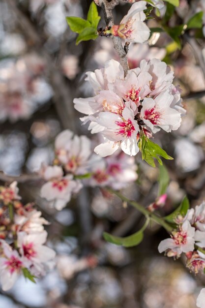 Blossom almond tree