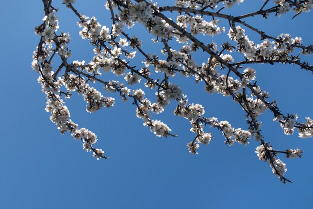 Blossom almond tree