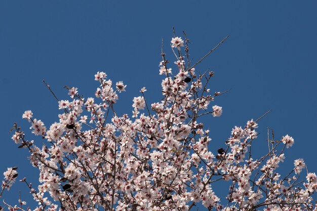 Blossom amandelboom