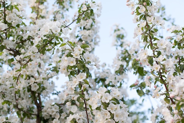 Цветущее яблоко на фоне природы весенние цветы