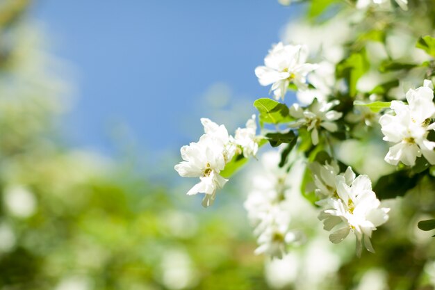 Blossom apple over nature 