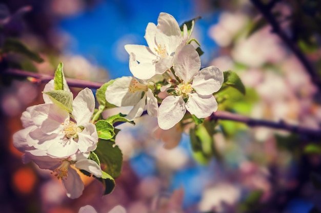 Blossom of apple tree close up view instagram stile