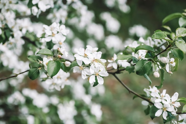 Blossom apple tree spring background blooming tree in spring against the background of a sunny spring sky high quality photo