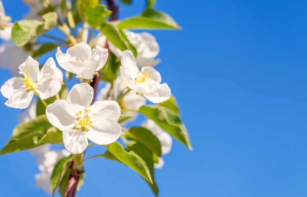 花りんごの木。白い春の花のクローズアップ。スペースをコピーします。