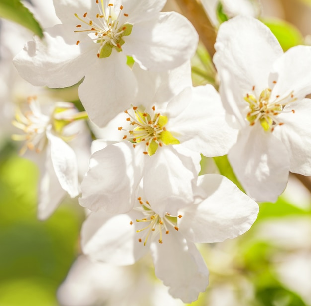 Blossom apple tree. White spring flowers closeup