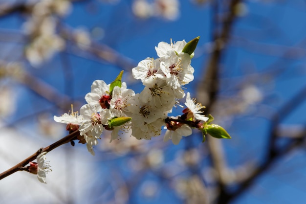 青い空を背景にアプリコットの木の花