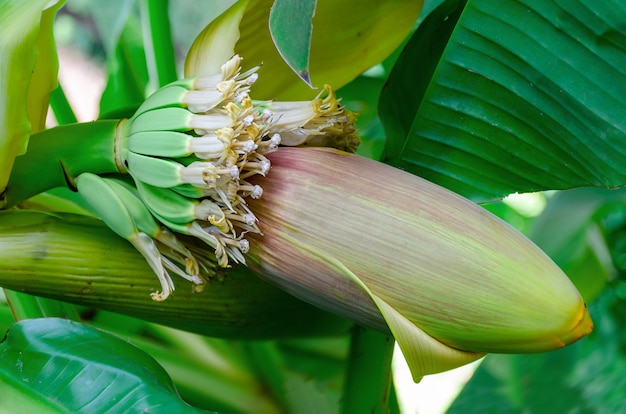 Blossom of banana flower stem close up