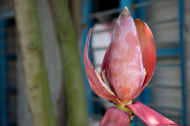 Blossom Banana Flower with blurry Background