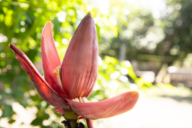 Blossom Banana Flower with blurry Background