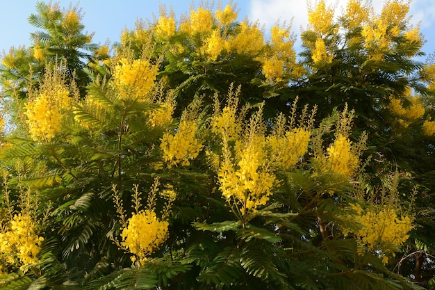 鮮やかな緑の牧草地に黄色い王冠を持つ美しいPeltophorumdubiumの木の花