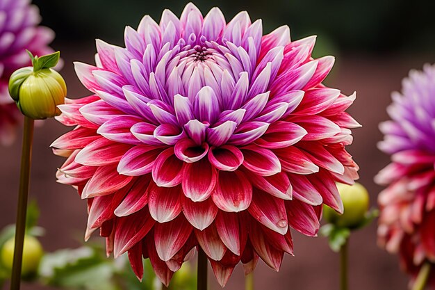 写真 ブロッソム・ブリスの花の写真