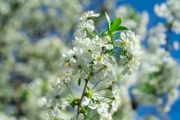 木の空を背景に花が咲くリンゴ。