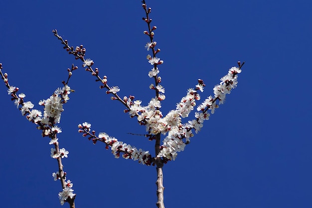 Blossom of branches of apricot tree.