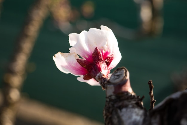 Blossom and buds on an apricot tree