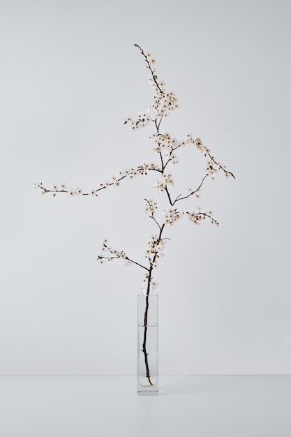 Blossom cherry brunch in vase on white table minimal style decor concept