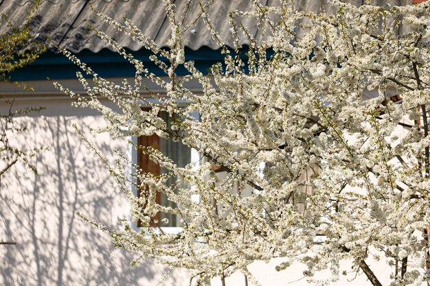 Photo blossom of the cherry plum tree huge flowering white cherry plum branch of a blossoming cherry plum