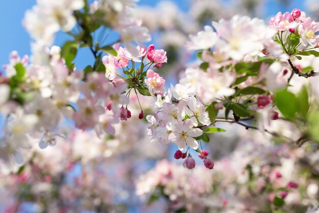 Blossom cherry tree branch Blurred background selective focus