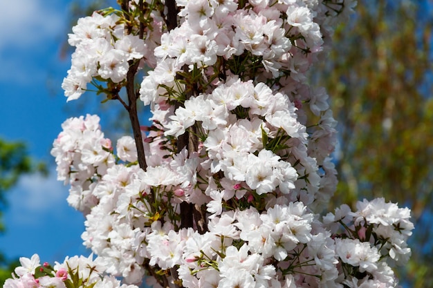 Blossom of cherry tree at spring