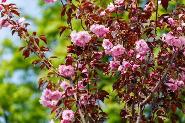 Цветение вишневого дерева весной