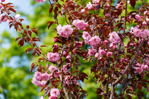 春の桜の花