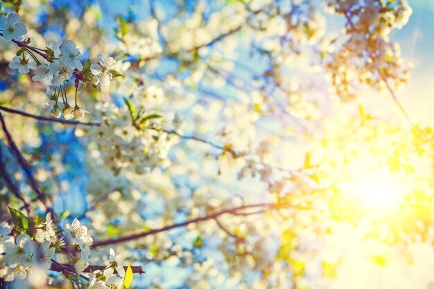 桜と半透明の太陽の花の背景instagramの踏み越し段の花