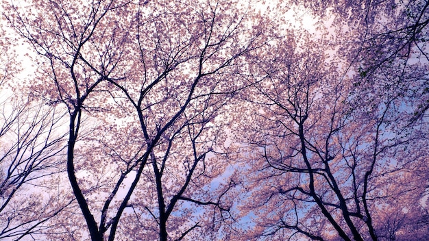 Blossom cherry trees over spring sky