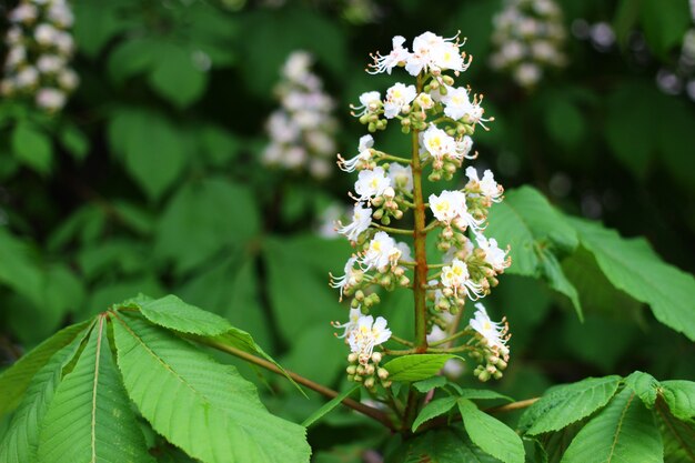 Blossom chestnut close up in the spring