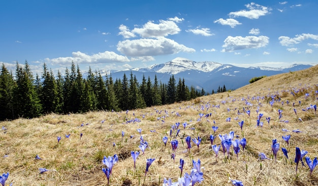 Blossom of crocuses at spring in Alps mountains