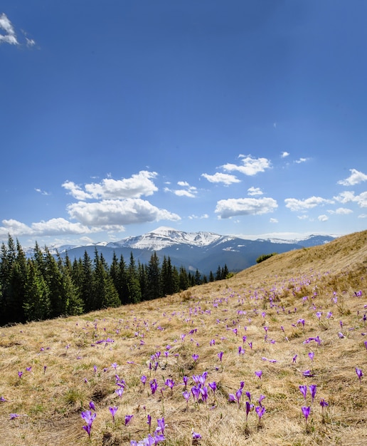 Blossom of crocuses at spring in Alps mountains